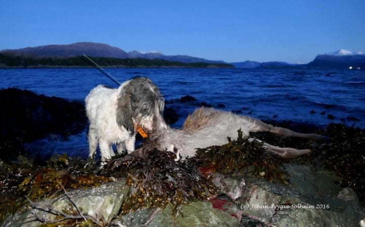 Loddtrekning gratis hjortejakt for førstegangsjegere 2017