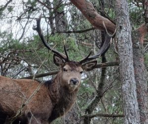 Viltseminaret 2025 vert på Skei 7.-8. februar