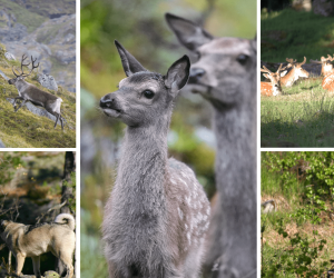 Fagleg påfyll – sjå opptak frå viltseminaret 2024