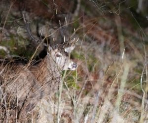 Viltwebinar 2021 – test lenkene til Zoom i god tid før webinaret starter!