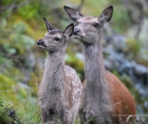 Arbeidsverksted forvaltning ville store beitedyr