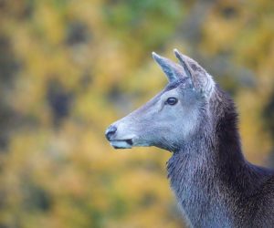 Nye rettleiarar tilgjengeleg
