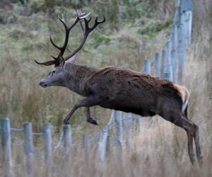 Viltseminar 13. og 14. mars 2020 – utsettes på grunn av Coronavirus!
