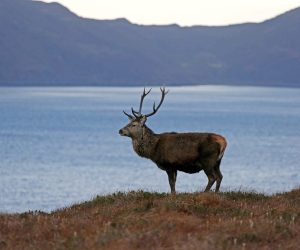 Foredrag fra Viltseminar 2019