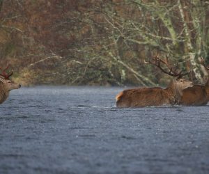 Viltseminar i Florø 12. og 13. mars 2021