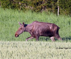 Forskrift for å redusere spredning av CWD