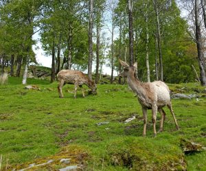 Bukkane mest skeptiske til terrengsykling