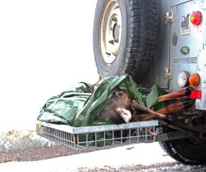 Med vilkjøtt fra utlandet i bagasjen
