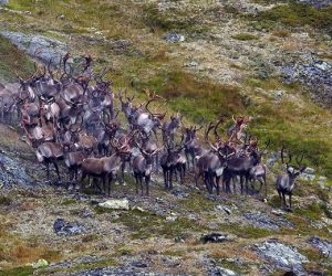 Reinsjakt i Nordfjella med Ole Bjørn og Inge Grøthe