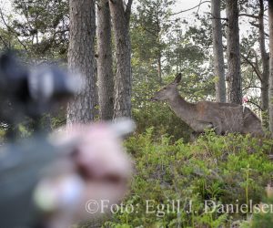 Ei kolle blir treft av ei pil med bedøvelsesmiddel som gjør at den trygt kan flyttes fra Florø til Svanæy - foto (c) Egill J. Danielsen 2012