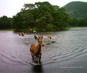 Viltseminar 13. og 14. mars 2020 – utsettes på grunn Corona!