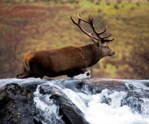 Er det galt å skyte mye bukk?