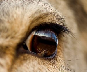 Detaljer av hjort på nært hold