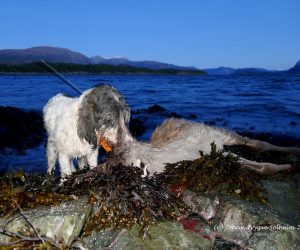 Loddtrekning gratis hjortejakt for førstegangsjegere 2017