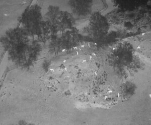 Digitalt bilete generert av termiske sensorar gjer hjorten synleg.